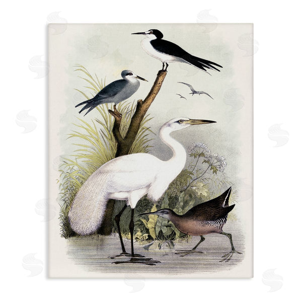 stupell industries Piddix | Varied Crane Birds Gathered Riverbank Stream Botanicals Wall Art