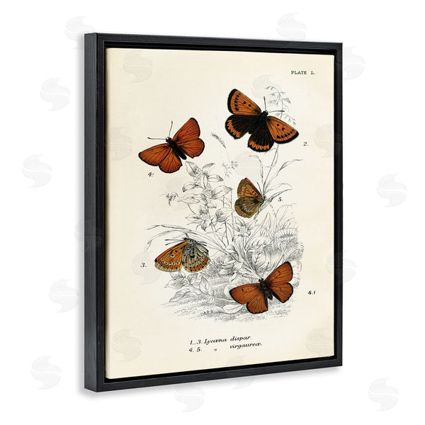 Stupell Industries Piddix | Vintage Butterfly Specimens Wall Art