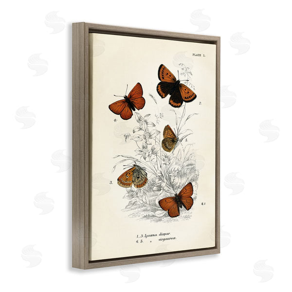 Stupell Industries Piddix | Vintage Butterfly Specimens Wall Art