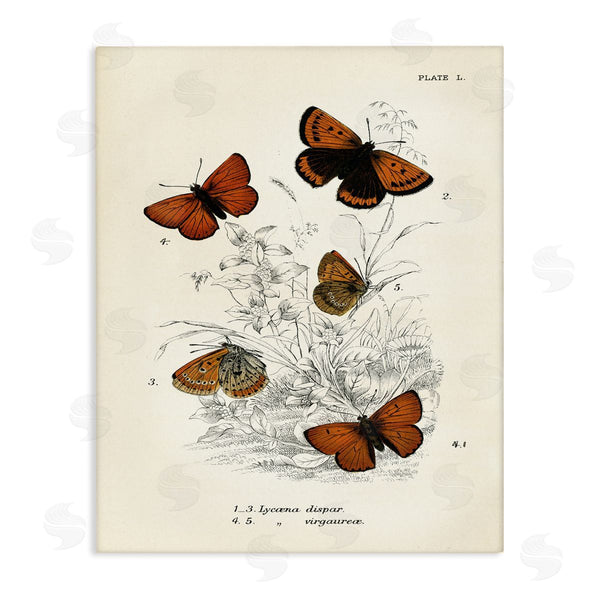 stupell industries Piddix | Vintage Butterfly Specimens Wall Art