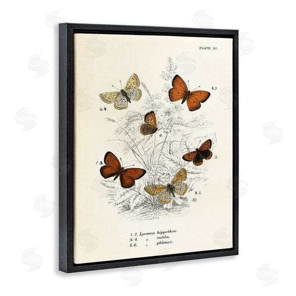 Stupell Industries Piddix | Vintage Butterfly Studies Wall Art