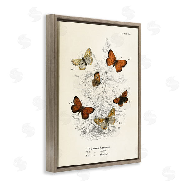 Stupell Industries Piddix | Vintage Butterfly Studies Wall Art