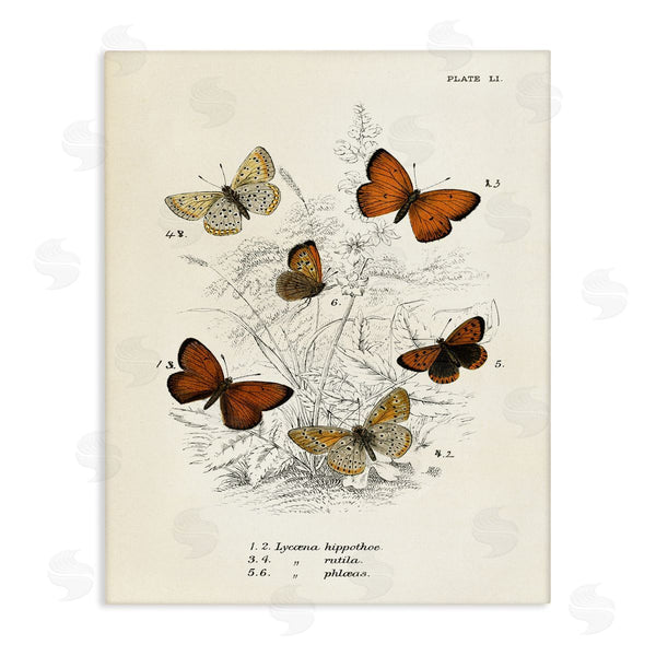 stupell industries Piddix | Vintage Butterfly Studies Wall Art