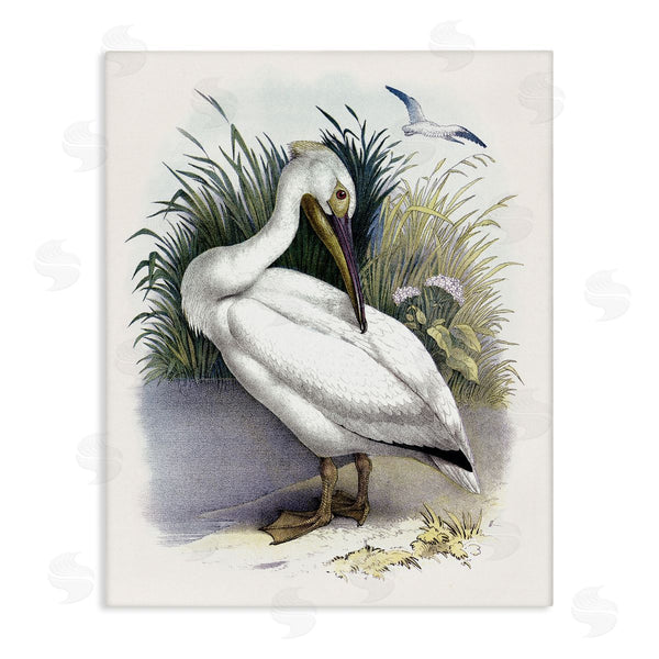 stupell industries Piddix | White Pelican Bird Preening Grassy Riverbank Shore Wall Art