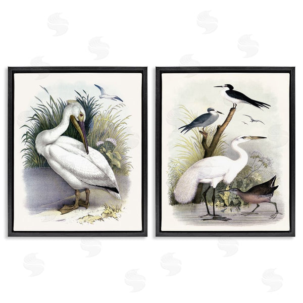 Stupell Industries Piddix | Wild Pelican Birds Avian Waterside Wall Art