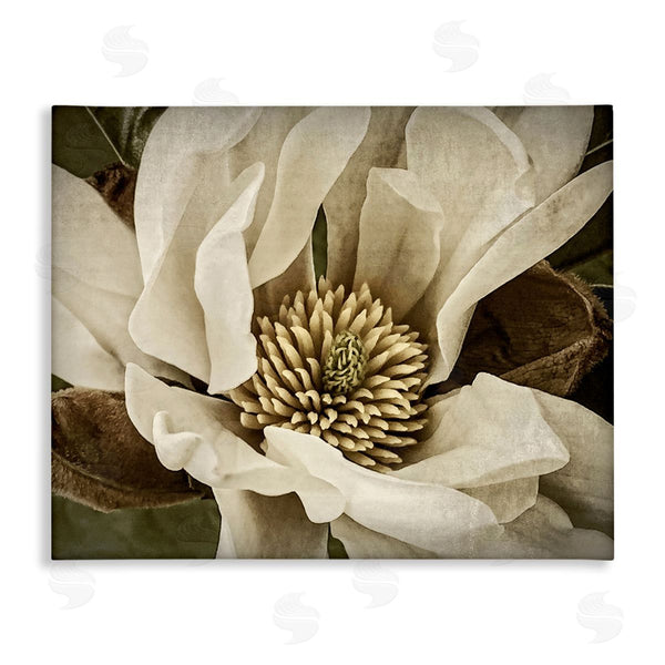 stupell industries Rachel Perry | Rustic Flower Close Up