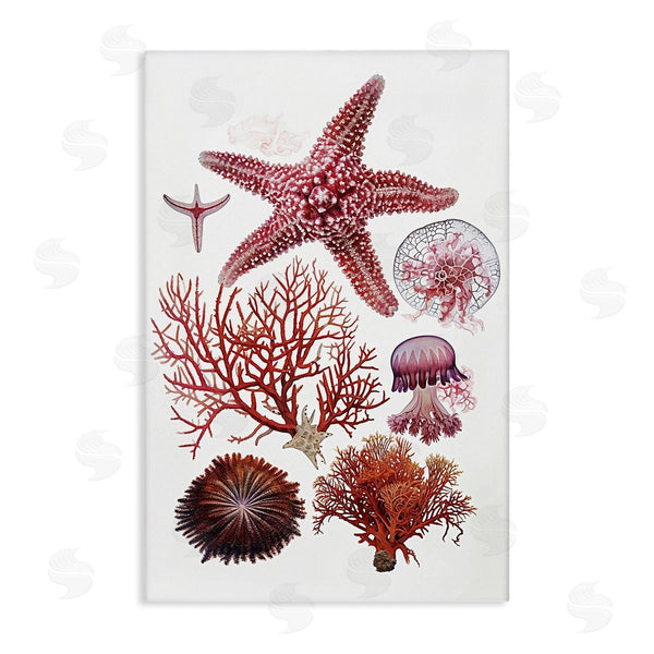 stupell industries Ramona Murdock | Rosy Undersea Creatures