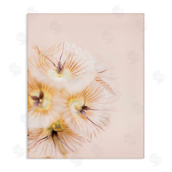 stupell industries Renee W. Stramel | Unique Florals Blooming Bleach Blonde Petals Abstract Photography Wall Art