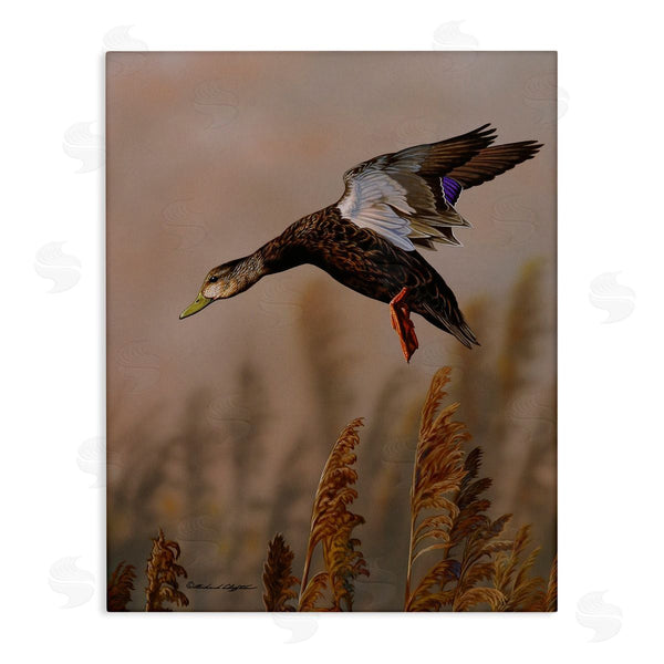 stupell industries Richard Clifton | Duck Flying Photography Wall Art
