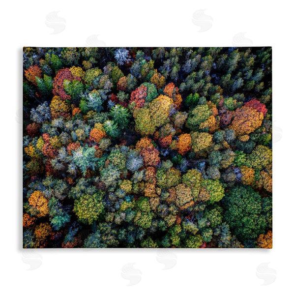 stupell industries Rick Berk | Aerial View Autumnal Foliage Wall Art