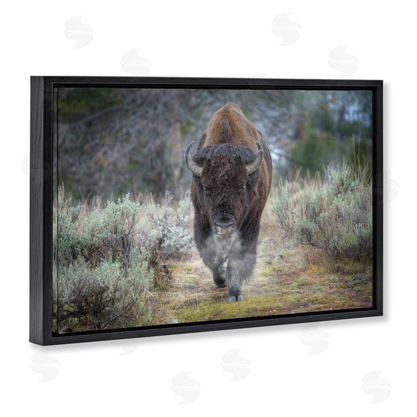 Stupell Industries Rick Berk | Bison Stepping Photography Wall Art