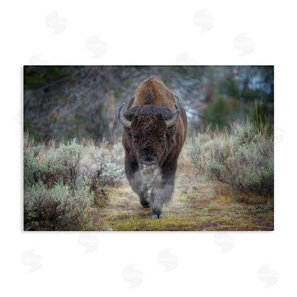 stupell industries Rick Berk | Bison Stepping Photography Wall Art