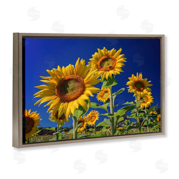 Stupell Industries Rick Berk | Bright Sunflowers With Blue Sky Wall Art