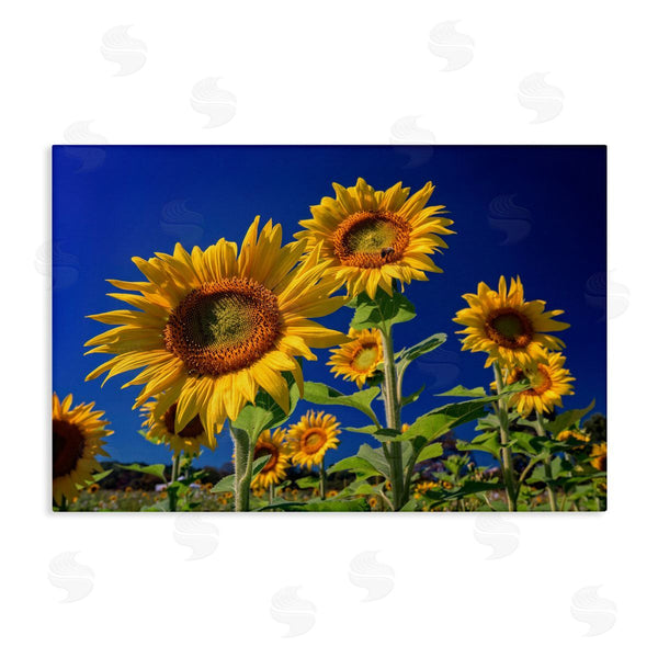 stupell industries Rick Berk | Bright Sunflowers with Blue Sky Wall Art