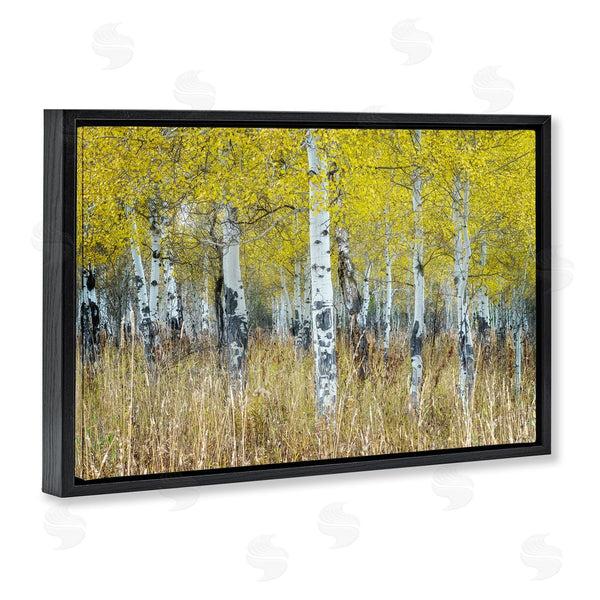 Stupell Industries Rick Berk | Dense Birch Trees Wall Art