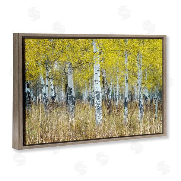 Stupell Industries Rick Berk | Dense Birch Trees Wall Art