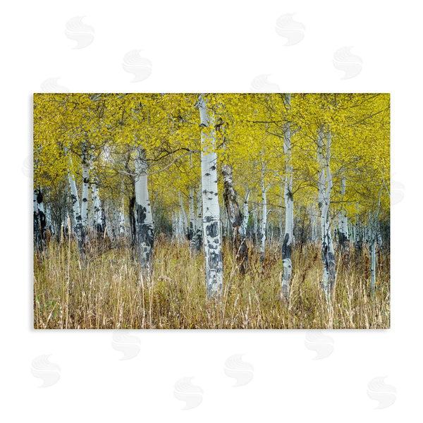 stupell industries Rick Berk | Dense Birch Trees Wall Art