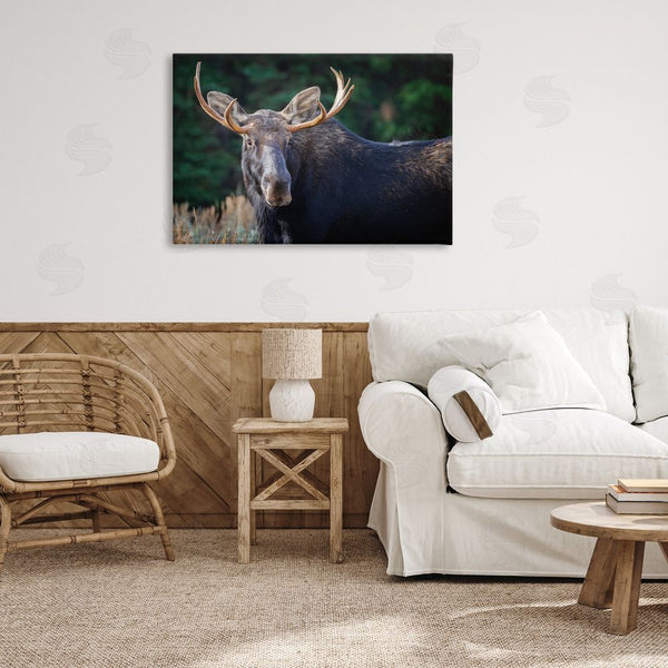 Stupell Industries Rick Berk | Stoic Elk Portrait Wall Art