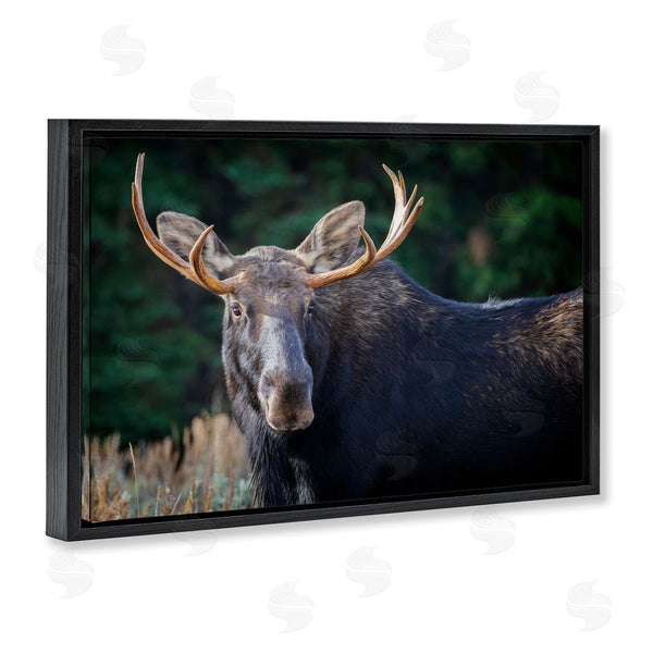 Stupell Industries Rick Berk | Stoic Elk Portrait Wall Art