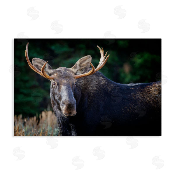 stupell industries Rick Berk | Stoic Elk Portrait Wall Art