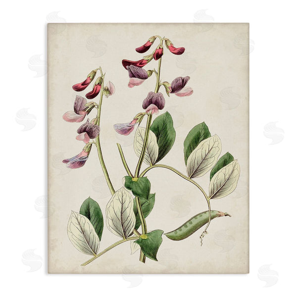 stupell industries Ridgeway | Vintage Foxglove Study Wall Art