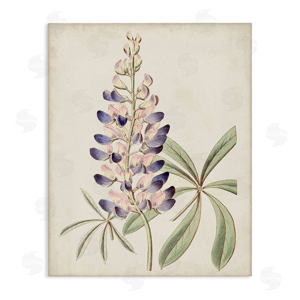 stupell industries Ridgeway | Vintage Lupin Plant Wall Art