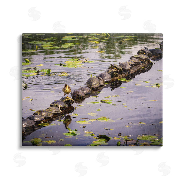 stupell industries Ryan Sims | Bird on Turtle Backs Wall Art
