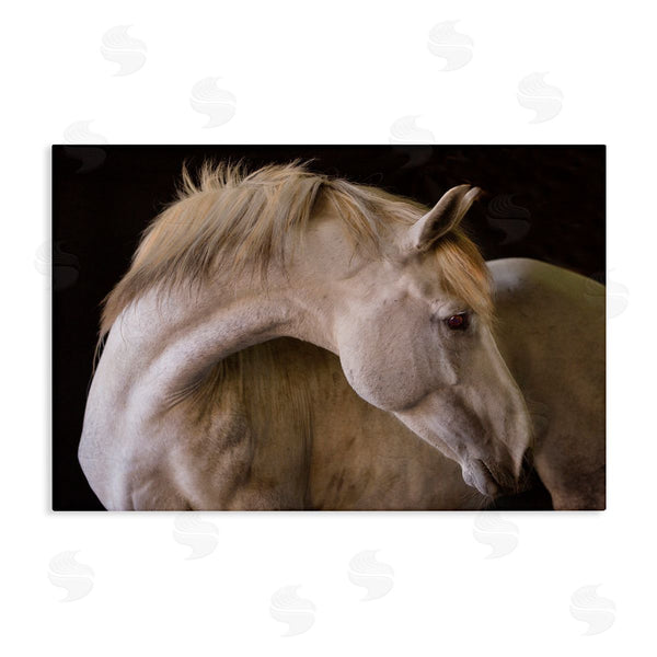 stupell industries Sally Linden | White Beauty Horse Portrait