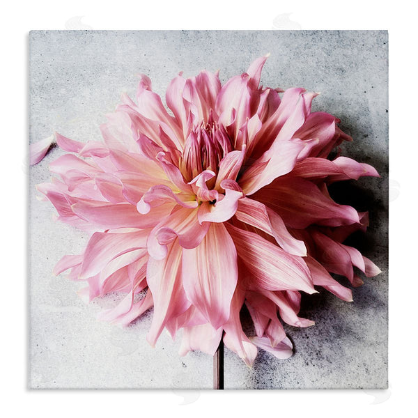 stupell industries Sarah Jane | Pink Floral with Curled Petals