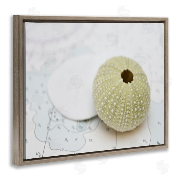 Stupell Industries Savanah Plank | Aquatic Sea Urchin Wall Art