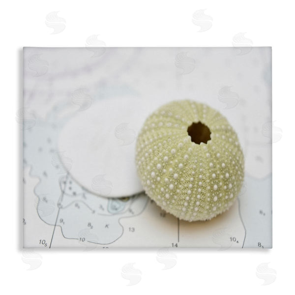 stupell industries Savanah Plank | Aquatic Sea Urchin Wall Art