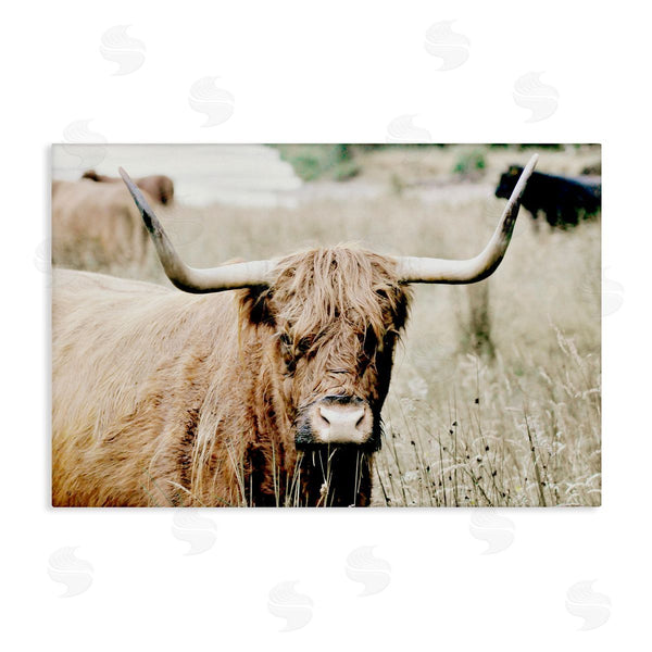 stupell industries Sd Graphics Studio | Highland Cattle in Field
