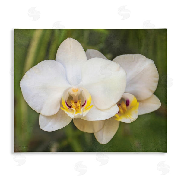 stupell industries Seven Trees Design | Orchid Blossom Glow Wall Art