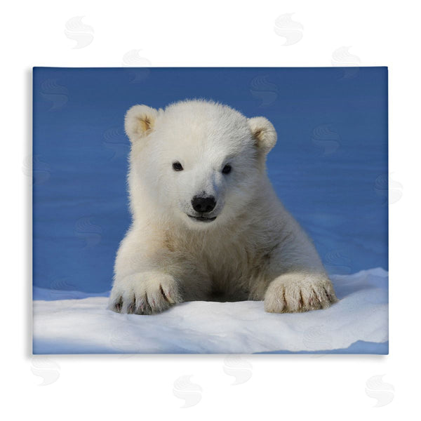 stupell industries Shane Lamb | Baby Polar Bear Peeking Wall Art