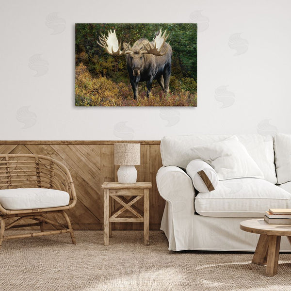 Stupell Industries Shane Lamb | Bull Moose Face Off Wall Art