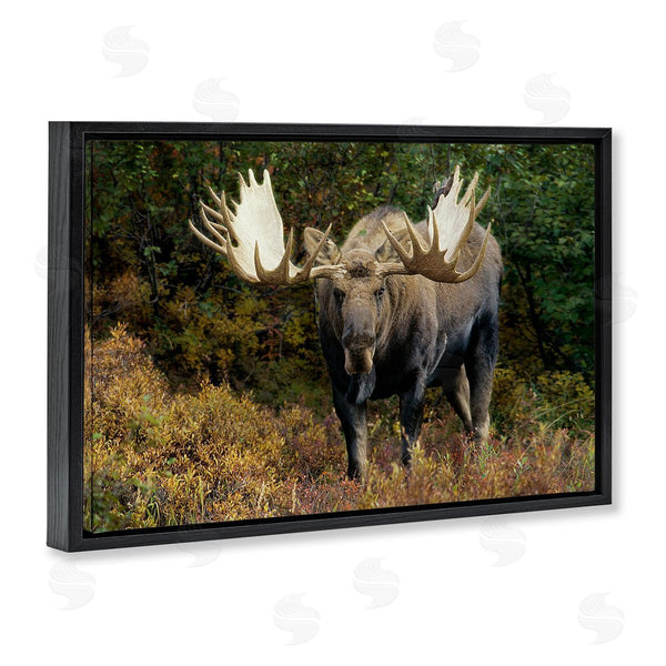 Stupell Industries Shane Lamb | Bull Moose Face Off Wall Art