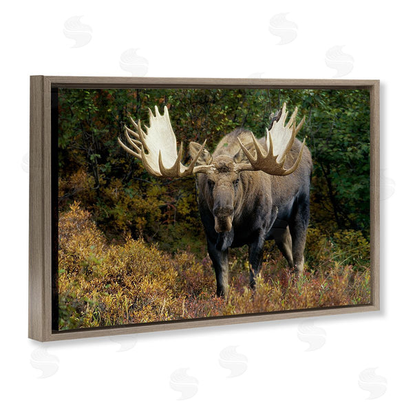 Stupell Industries Shane Lamb | Bull Moose Face Off Wall Art