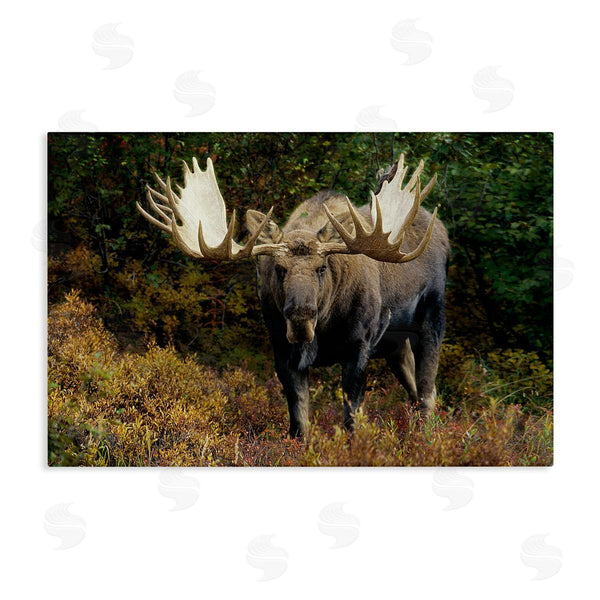 stupell industries Shane Lamb | Bull Moose Face Off Wall Art