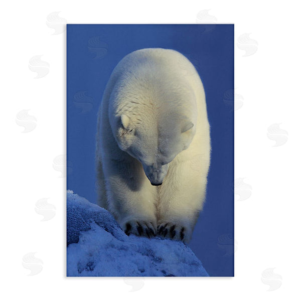 stupell industries Shane Lamb | Contemplation Polar Bear Wall Art