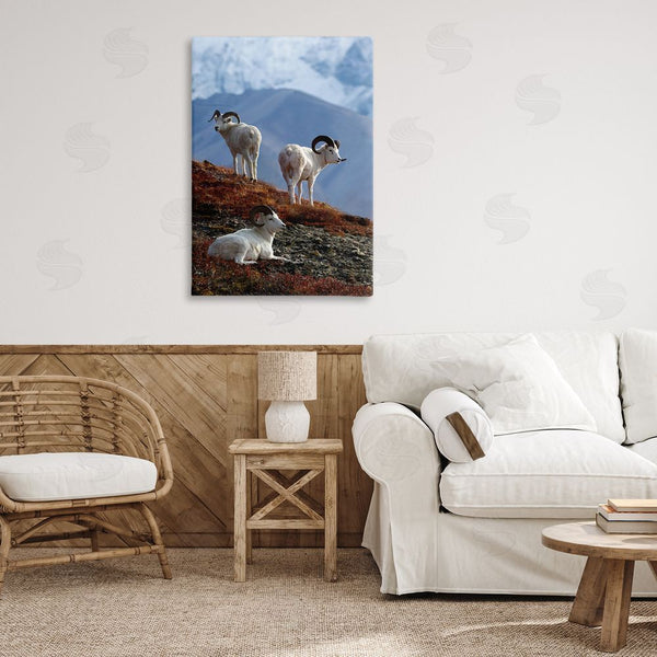 Stupell Industries Shane Lamb | Dall Sheep On Cliff Wall Art