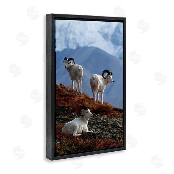 Stupell Industries Shane Lamb | Dall Sheep On Cliff Wall Art