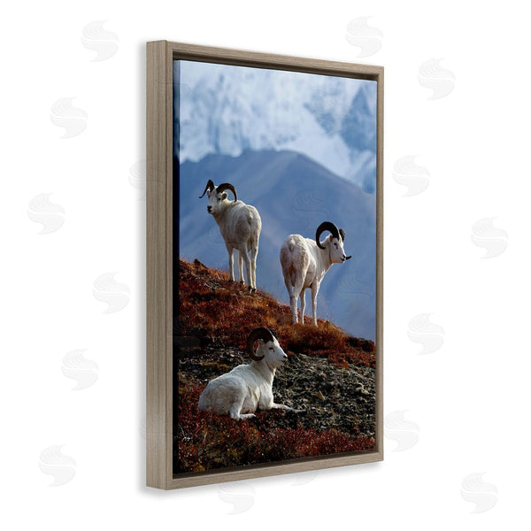 Stupell Industries Shane Lamb | Dall Sheep On Cliff Wall Art