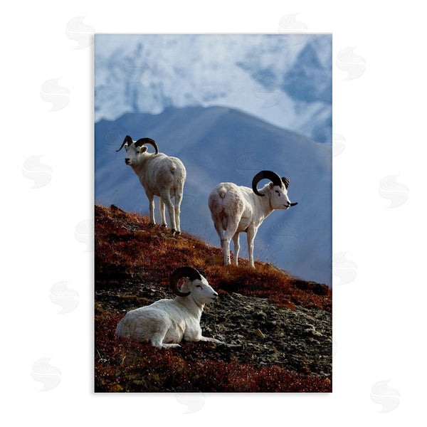 stupell industries Shane Lamb | Dall Sheep on Cliff Wall Art
