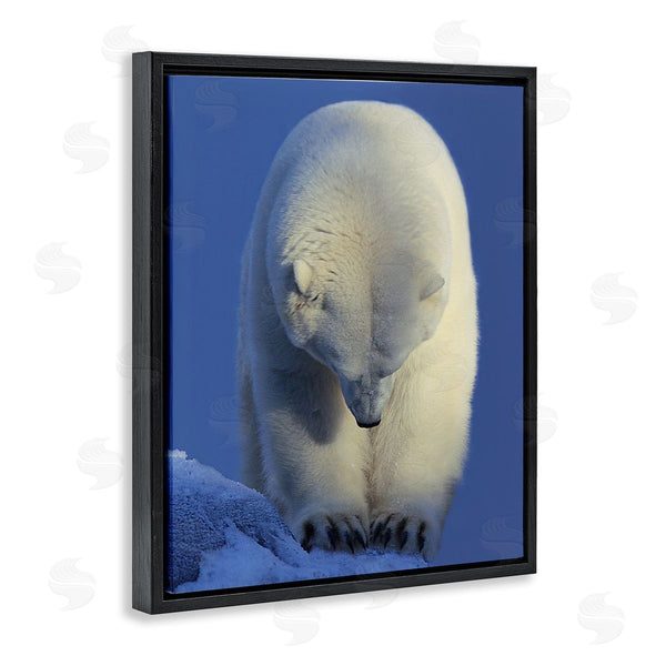 Stupell Industries Shane Lamb | Polar Bear Photography Wall Art