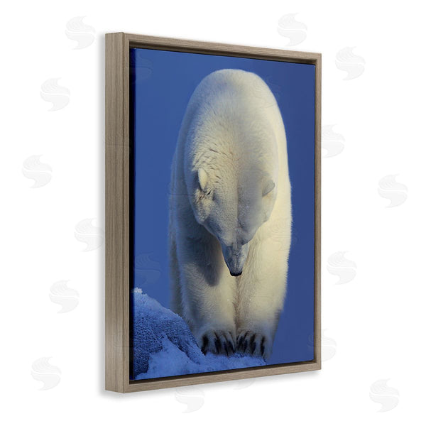 Stupell Industries Shane Lamb | Polar Bear Photography Wall Art