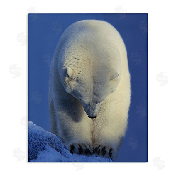 stupell industries Shane Lamb | Polar Bear Photography Wall Art