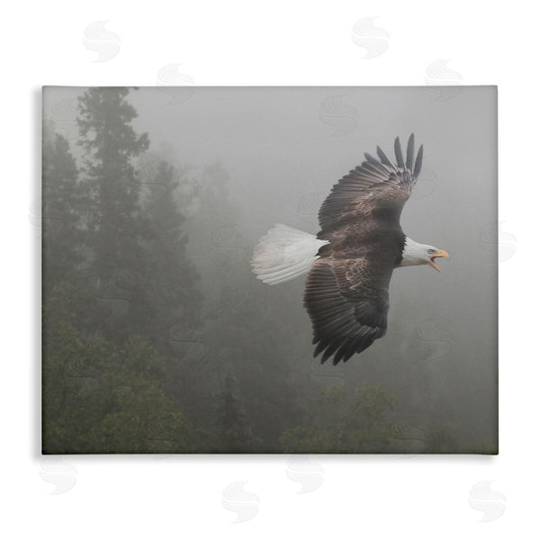 stupell industries Shane Lamb | Soaring Eagle in Nature Wall Art