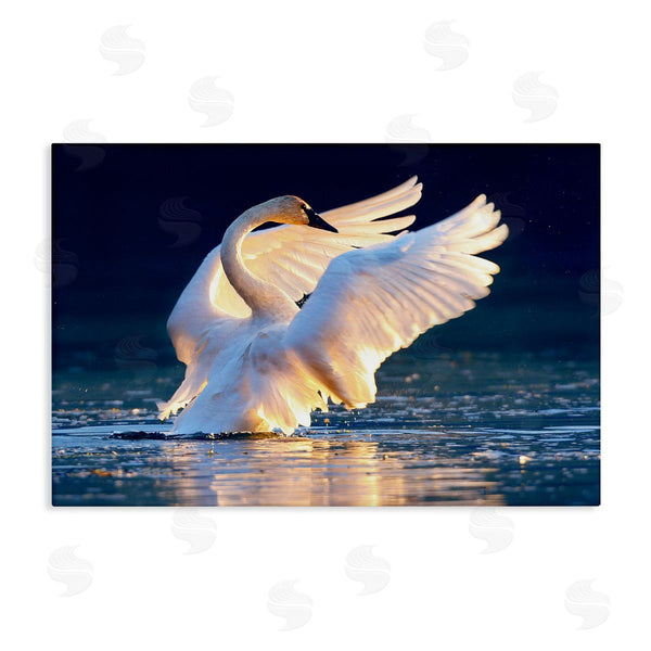 stupell industries Shane Lamb | Sunset Symphony Swan Wall Art