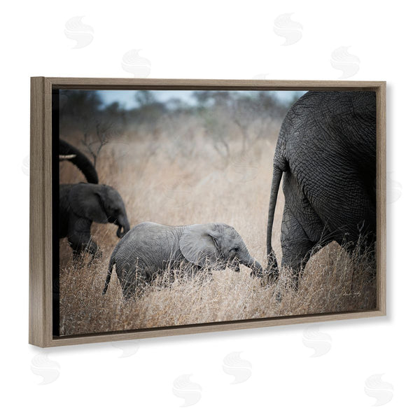 Stupell Industries Sharon Vardy | Baby Elephant Strolling