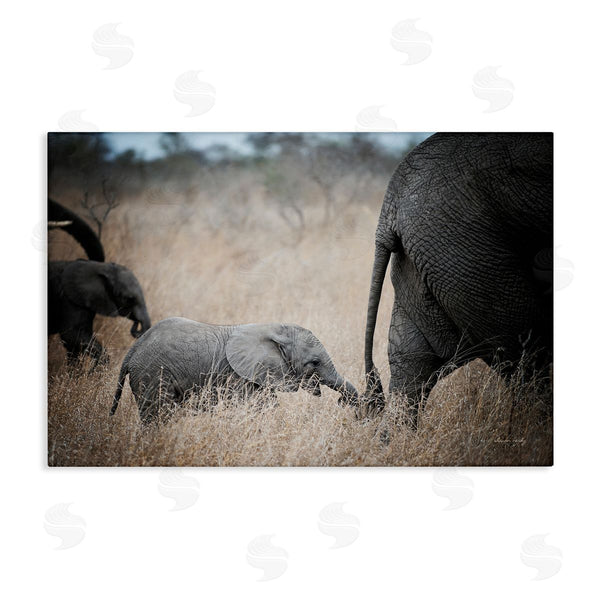 stupell industries Sharon Vardy | Baby Elephant Strolling